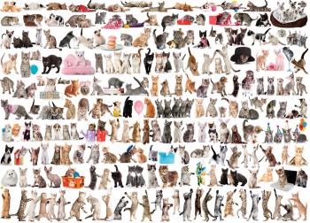 Eurographics Puzzle 1000 Pc - World of Cats