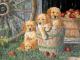 Cobblehill Puzzles Multi 350 - Puppy Pail (Family)