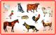 Creative Early Years - Play and Learn - Domestic Animals
