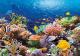 Castorland Jigsaw 1000 Pc - Coral Reef Fishes