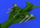 Eduard Brassin 1:72 - R-13M Missiles & Pylons MiG-21 (Edu)