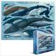Eurographics Puzzle 1000 Pc - Whales & Dolphins