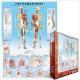 Eurographics Puzzle 1000 Pc - The Human Body