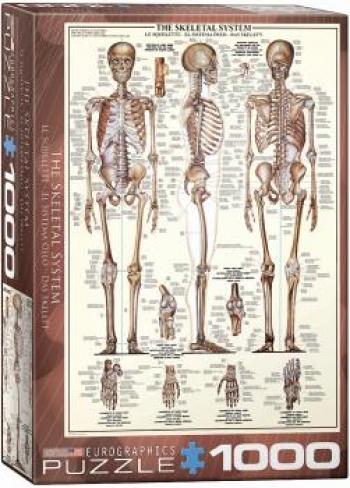 Eurographics Puzzle 1000 Pc - The Skeletal System