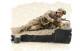 Easy Model 1:35 - Figures - US 101st Airborne Division, Iraq 2003 (Prone)