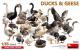 Miniart 1:35 - Ducks & Geese Miniart 1:35 - Ducks & Geese