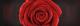 Miniart Crafts - Red Rose