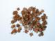 Plusmodel 1:35 - Leaves Maple