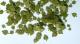 Plusmodel 1:35 - Green Leaves Cherry