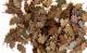 Plusmodel 1:35 - Oak Leaves - Extra Colors