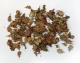Plusmodel 1:48 - Leaves - Oak