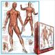 Eurographics Puzzle 1000 Pc - The Muscular System